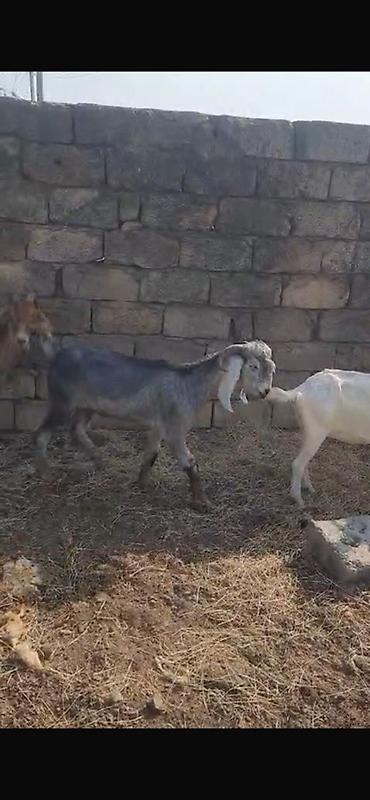 keci heyvan: Keçilər satılır 11 baş heyvandır maraqlanan əlaqə saxlaya bilər — 6