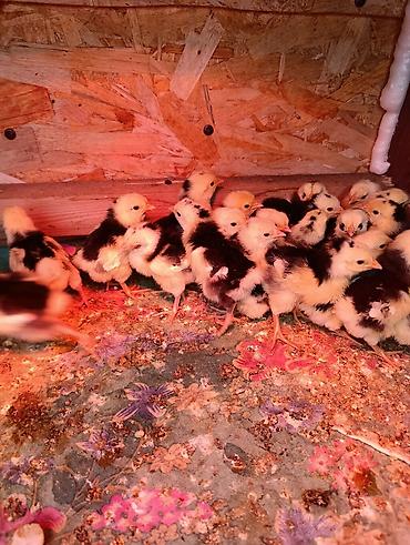 Куры, петухи: Продаю | Цыплята | Для разведения — 4