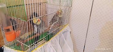 quş qaz: Nymph parakitləri (cockatiel) – cüt - Növ: Nymphicus hollandicus — 5