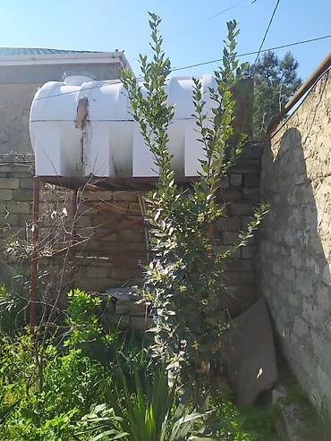 banan agaci: Təzə Dəfnə Yarpağı Satılır (2 Ağacın Bütün Məhsulu) Açıqlama — 2