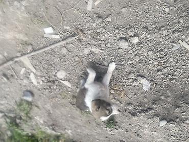 qara toyuq sortu: Kanqal, 1 ay, Erkək, Peyvəndli, Ödənişli çatdırılma — 4