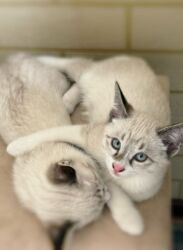 кошеи: Сиам, 2 айлык, Эркек, Ак, Лотокко барууга үйрөтүлгөн