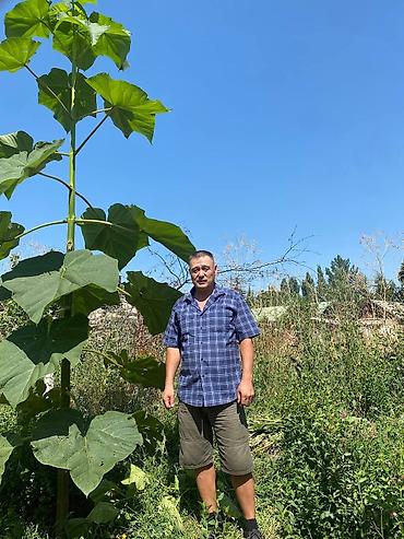 Другие декоративные деревья: Продается морозостойкие сорта саженцев павловнии, выращеннын из — 19