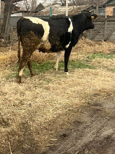 Коровы, быки: Продаю | Бык (самец) | На откорм | Привязанные — 5