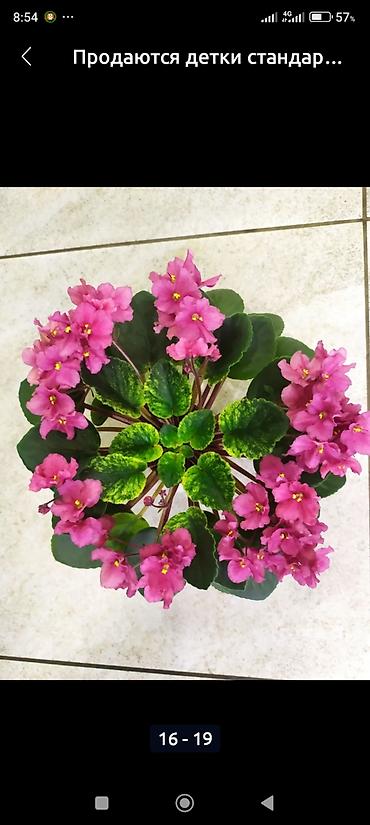 Фиалки и глоксинии: 🌱🌺🌱 Продаю сортовые ДЕТКИ стандартных, трейлерныхмини и полумини — 25