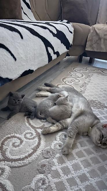 Erkək, Dişi, Ünvandan götürmə, Ödənişli çatdırılma