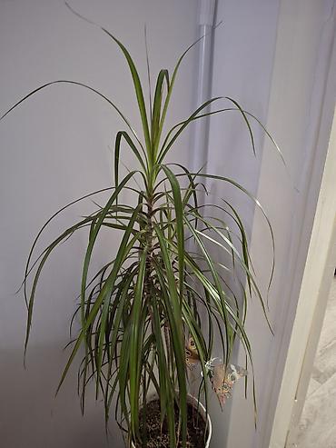 120: Драцена маргината (Dracaena marginata), крупное комнатное растение в — 1
