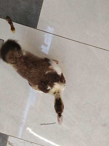 Kənd təsərrüfatı quşları: Salam balaca olanda uşaqçün almışdım.Şəraitim yoxdu satıram və ya — 4