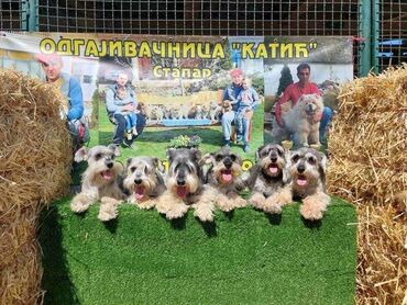 Psi: Patuljasti Snaucer biber so Stenci patuljastog snaucera traze nove — 3