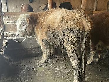 Коровы, быки: Продаю | Бык (самец) — 4