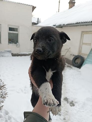 Отдам даром собаку: Щеночки звоночки, 2 месяца .вырастут небольшого роста . бесплатно — 2