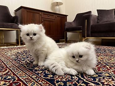silver şinşilla: Şinşilla — 5