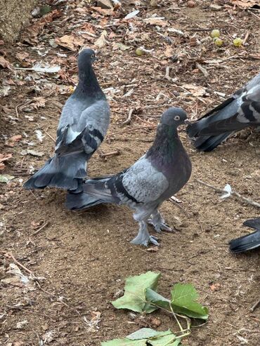 Göyərçinlər: Kəməti göylərdi içində 3 4 dənə əbrəş var. 17-20 tukdulər. kom şəkildə -da lalafo.az — 14 Göyərçinlər: Kəməti göylərdi içində 3 4 dənə əbrəş var. 17-20 tukdulər. kom şəkildə — 14