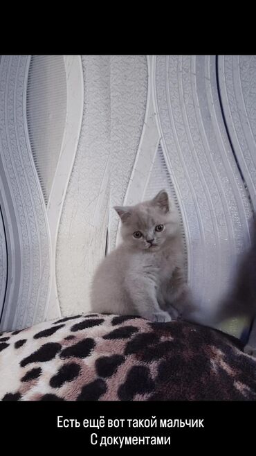 коты бишкек: Питомник шотландской породы выставляет на продажу котят в шикарном