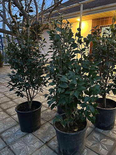əlcek: Oleandr (Nerium oleander) fidanları – dekorativ, həmişəyaşıl kol — 5