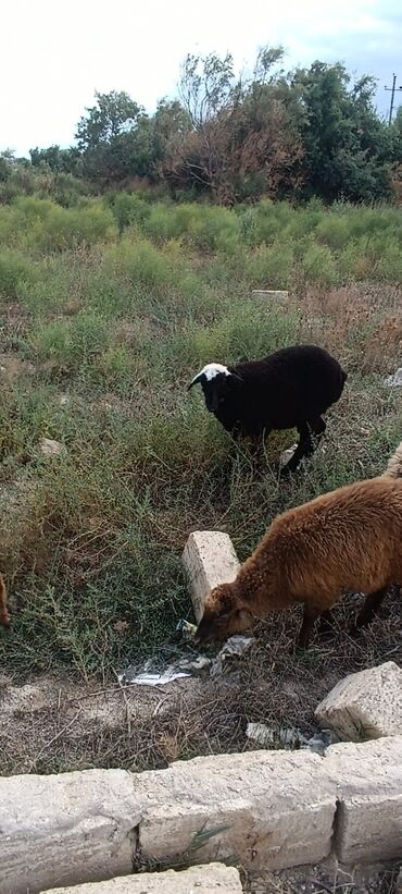 qurbanliq quzu: 22 kq diri çəki sağlam heyvandı