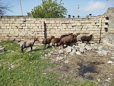 Qoyunlar, qoçlar: Qoyun sürüsü satılır Salam 5 qoyun 5 qüzû satılır ünvan novxanı cavan — 2