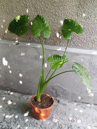 Другие комнатные растения: Комнатные растения ( Беловодское могу привезти в Бишкек) — 8