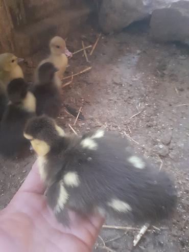 Ördəklər: Erkək, | Macar, Damazlıq, Ünvandan götürmə — 6