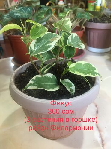 радость растения: Другие комнатные растения