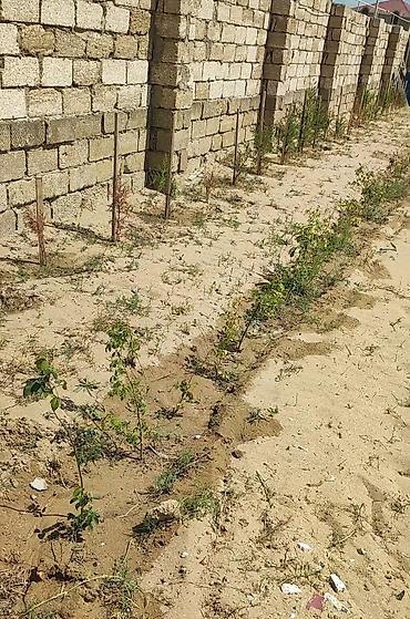 türkanda ev: 12 sot, Mülkiyyətçi, Kupça (Çıxarış) — 7