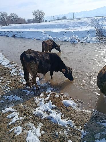 Коровы, быки: Продаю | Корова (самка) | Для молока — 4