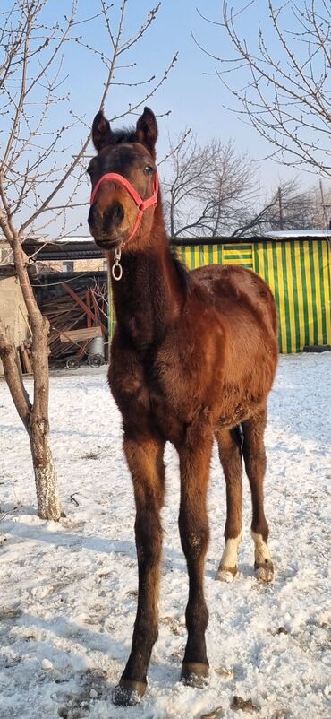 бышты айгыр: Сатам | Байтал, Тай | Англиялык