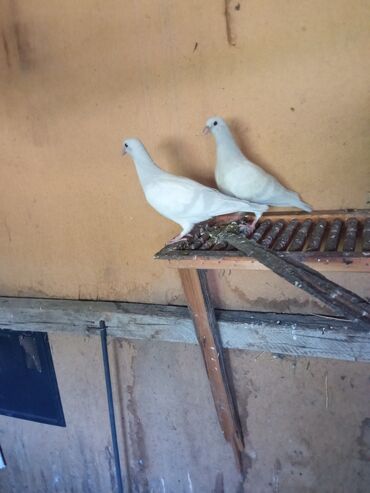 голубей птица: Продаются почтовые родителей отпускали из Балыкчи прилетели за два