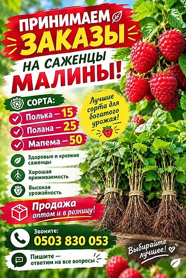 семис кой: Саженцы малины разных сортов. В наличии сорта: - Полька — 15 - Полана — 1