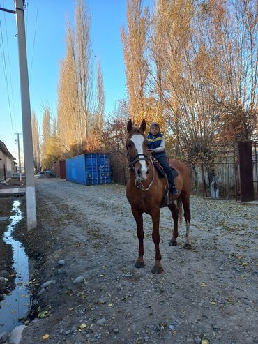 Лошади, кони: Продаю | Жеребец | Дончак | Для разведения — 9