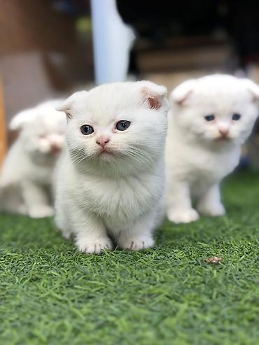 Кошки: Skotiş fold balaları – ağ və boz rənglərdə - Cins: Scottish Fold — 1