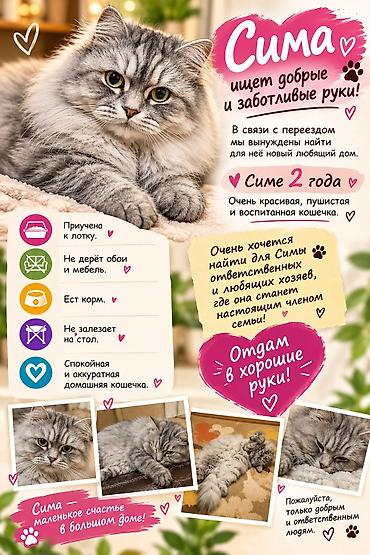 жд: Кошка даром: Беспородная, 2 года, Девочка, Приучена к лотку — 1