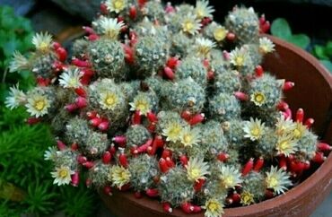 Хлорофитумы: Хлорофитумы. распродажа Хлорофитум - можно по праву назвать — 22