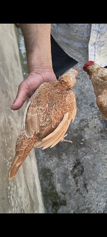 Toyuq, Yumurtalıq lalafo.az -da Toyuq, Yumurtalıq