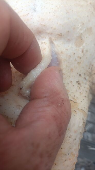 Мясо: 3 кг — 5