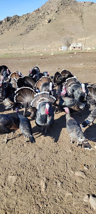 Индюки: Продаю | Индюк (самец) | Черный принц | Для разведения | Племенные — 3