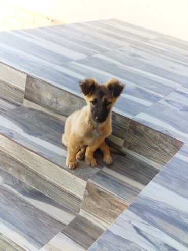 кане корсо в баку: Yumşaq tüklü, kiçik ölçülü it balası. Qum rəngli bədən, tünd lalafo.az -da кане корсо в баку: Yumşaq tüklü, kiçik ölçülü it balası. Qum rəngli bədən, tünd