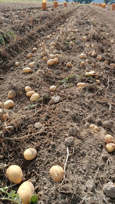 саженцы тюльпанов: Семена и саженцы Картофеля, Самовывоз