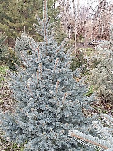 Декоративные деревья: Продаются ели голубые, зелёные, вечнозелёные самшиты, туи, сосны — 5