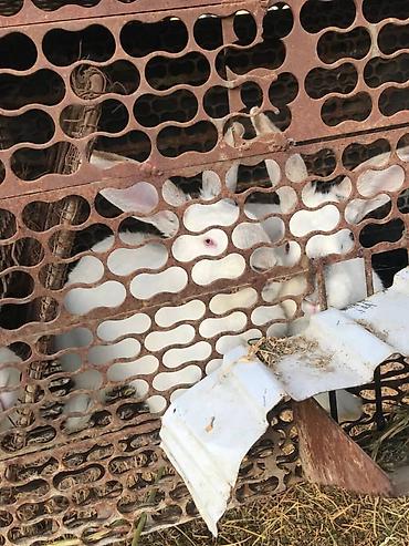 Кролики: Продаю | Кролик самец | Белый великан | Для разведения | Племенные — 3