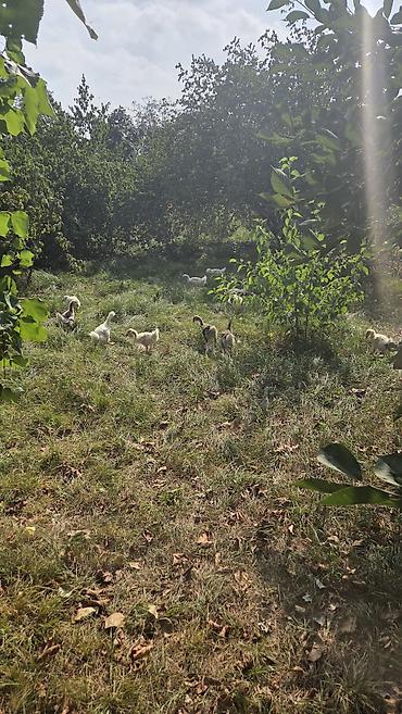 ağ quyruq ağlıca: Təbii şəraitdə bəslənən qaz balaları - Açıq otlaqda sərbəst — 1