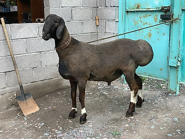 Баран, овца: Продаю | Баран (самец) | Арашан | Для разведения | Осеменитель — 11