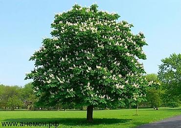 Chestnut saplings: Саженцы — 1