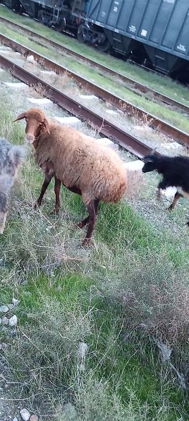 pişik cins: Yaslşli qoyundu qoc icində olub bogazligim dəqiq deyə bilmərəm istəyən — 2