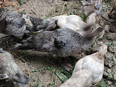 tap az goyercin satisi: SALAM MACAR LAVANDA MİRVARİ KRASNADAR CİNS LAL ÖRDƏKLƏR SATILIR QİYMƏT — 10