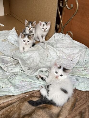 кошка токмок: Отдаем котят в хорошие руки, Адрес : Кызыл-Аскер ул. пер