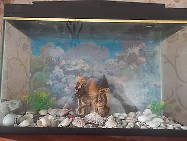 akvarium baliqlari: Dördbucaq akvarium, Boş, 60 l — 2