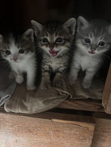 котят в хорошие руки: 1 месяц, Девочка, Приучена к лотку