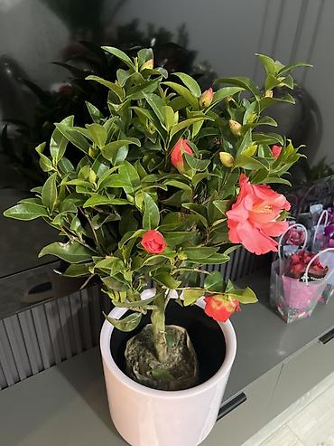 Другие комнатные растения: Женское счастье гигант сорт По городу доставка бесплатно Крупные — 64