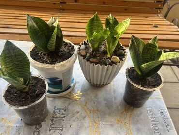 Xalçalar: Xalça -da lalafo.az — 20 Xalçalar: Xalça — 20